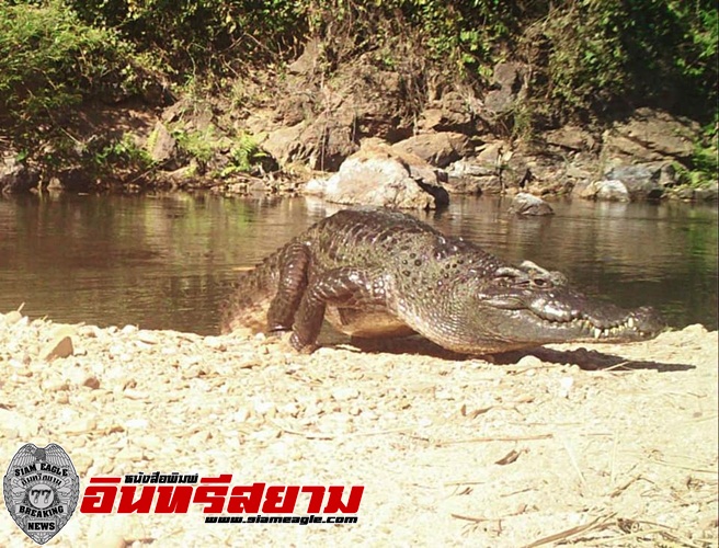 เพชรบุรี-นักอนุรักษ์เฮ!!!อุทยานแห่งชาติแก่งกระจานพบจระเข้น้ำจืด