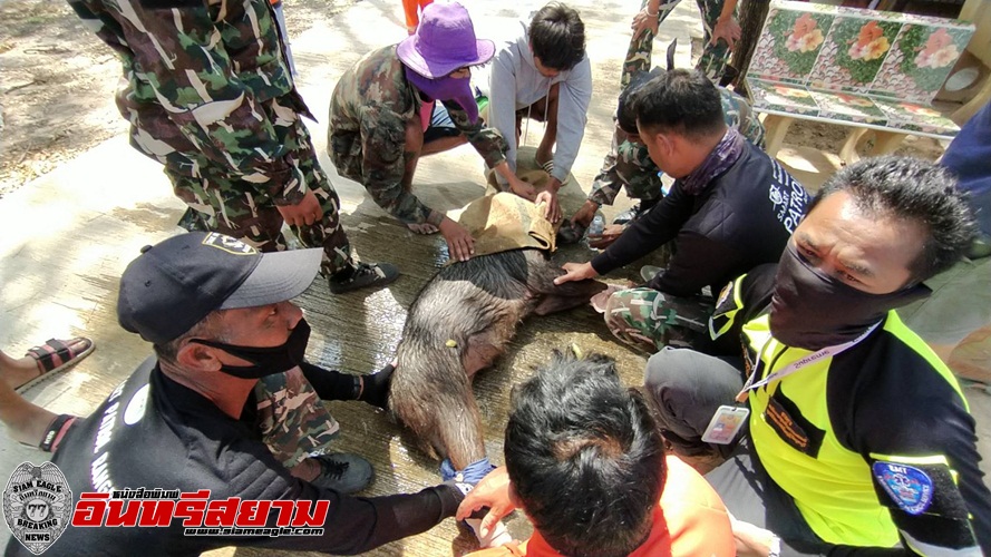 ประจวบคีรีขันธ์-กู้ภัยและชาวบ้านไล่ควบจับเลียงผาหนุ่มหลุดจากป่า