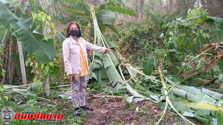 ปราจีนบุรี – ภัยแล้ง!ชาวบ้านแห่ดูช้างป่าออกหากินนอกป่า