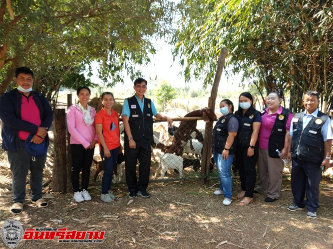 อุดรธานี – นายอำเภอ ลุย หนุนอาชีพเลี้ยงแพะ แนะวิธีปลูกพืชสมุนไพร