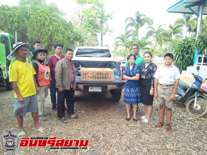 สระแก้ว-ล่าลิงป่าหลงเข้ามาหากินในโรงเรียน กลัวนักเรียนได้รับอันตราย