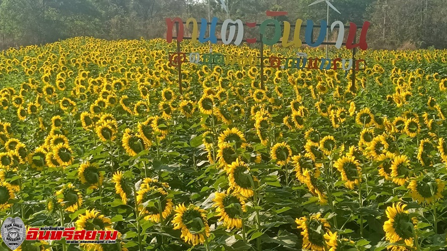 ปราจีนบุรี -ทุ่งดอกทานตะวันรอรับนักท่องเที่ยว วันแห่งความรัก