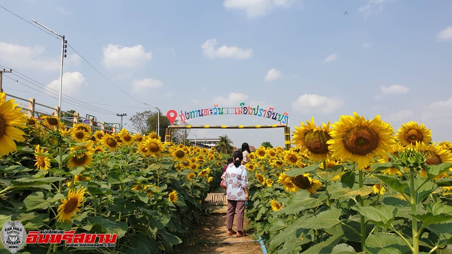 ปราจีนบุรี – กท่องเที่ยวแห่ชมทุ่งทานตะวันเบ่งบานในเมืองริมแม่น้ำ