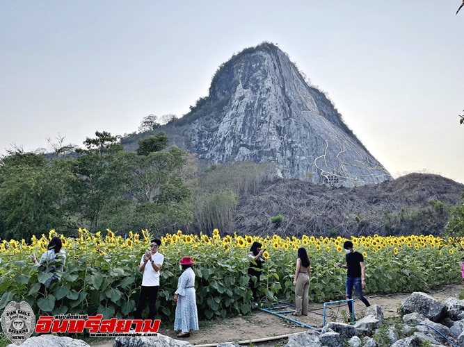 ชลบุรี-สัตหีบแห่ชมทุ่งดอกทานตะวันบานสะพรั่ง