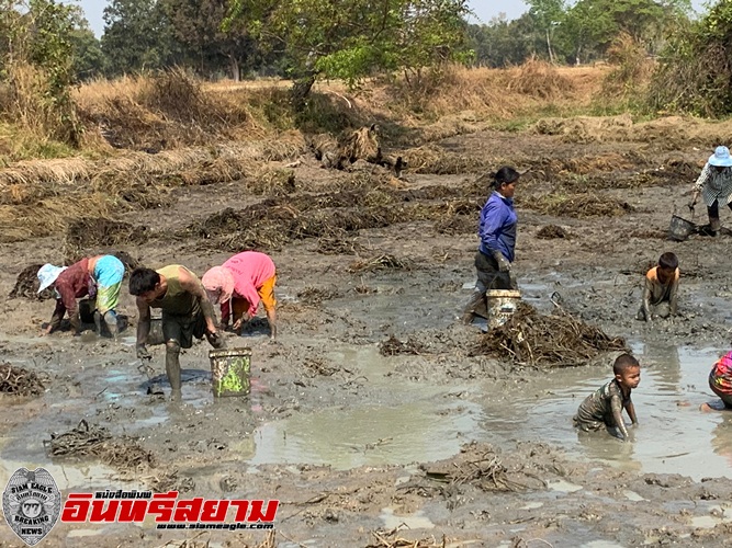 ศรีสะเกษ-พิษโควิด-19 ระบาดชาวบ้านหาจับปลาในดินโคลนเป็นอาหาร