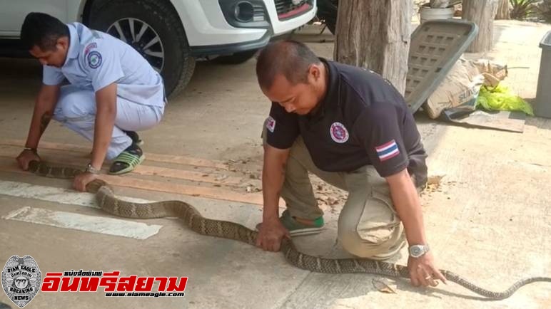 ปราจีนบุรี –ชาวบ้านแจ้งจับงูจงอาง 3 เมตร 10 ซม.