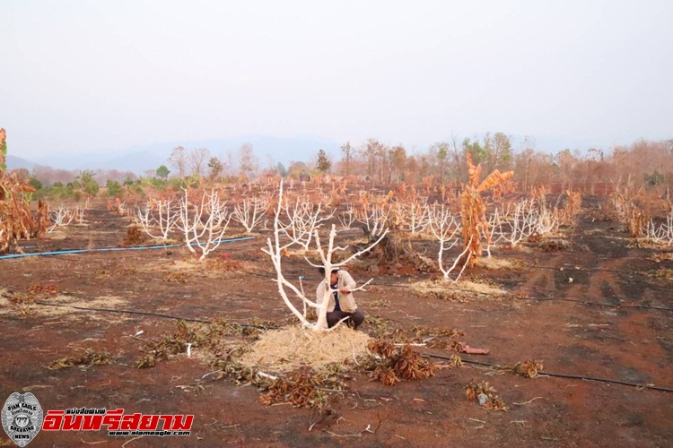 ตาก-เกษตรกรต้องสู้สุดสุด หลังไฟไหม้ต้นอะโวคาโดกว่า400ต้น