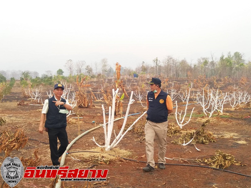 ตาก-นอภ.พร้อมด้วยปลัด อ. พบพระลงพื้นที่ส่วนต้นอะโวคาโดหลังเกิดไฟไหม้