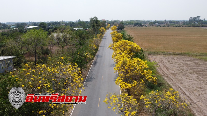 สุพรรณบุรี-แห่ชมดอกเหลืองปรีดียาธรบานสะพรั่งเหลืองอร่าม