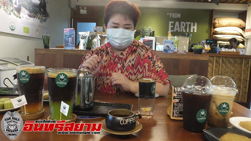 ปราจีนบุรี –ภูมิภูเบศรชวนชิม!! กาแฟกัญชาเจ้าแรกในประเทศไทย