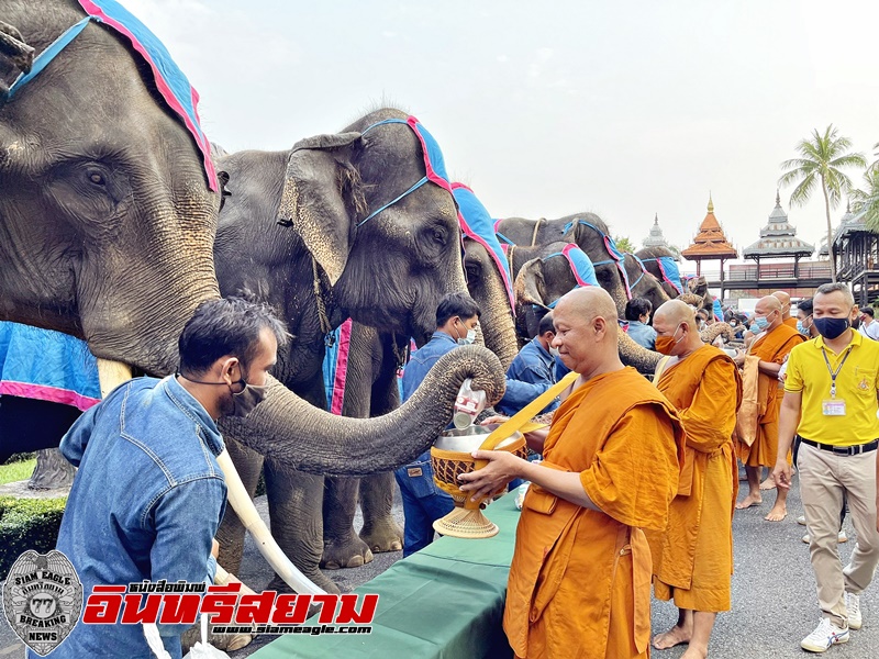 ชลบุรี-ช้างแสนรู้ 35 เชือกตักบาตรรับพรเสริมสิริมงคล วันช้างไทย