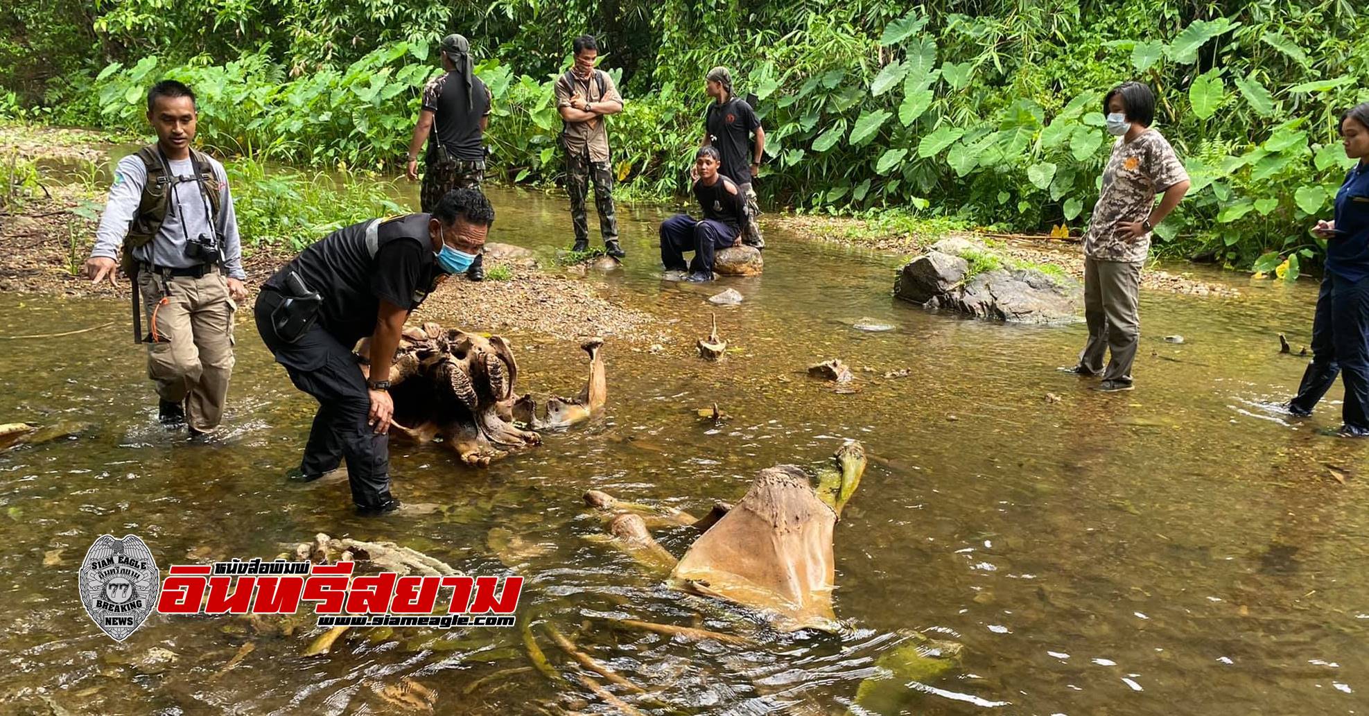 เพชรบุรี-ตร.แก่งกระจาน ออกหมายเรียกพรานล่าช้าง