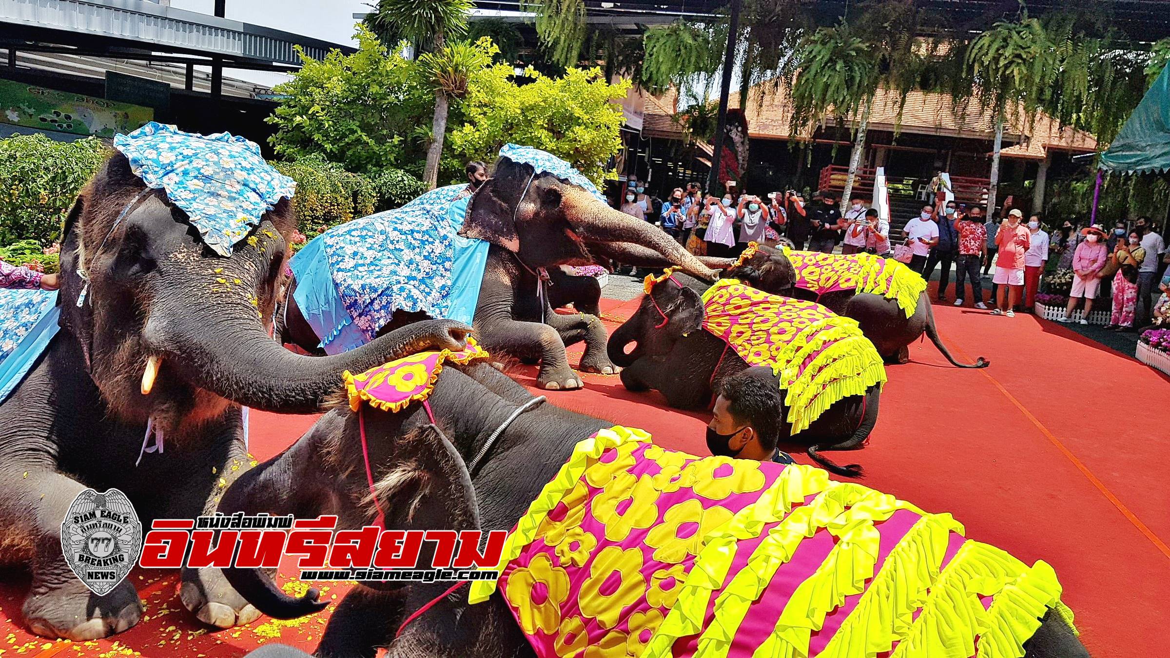 ชลบุรี-สงกรานต์สวนนงนุช น้องช้าง 3 คู่รดน้ำดำหัวแม่ช้าง