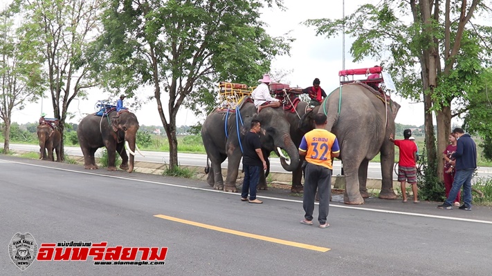 ชลบุรี-ควาญและช้าง โอด พิษโควิดทำพิษตกงาน ไร้อาชีพไร้เงิน