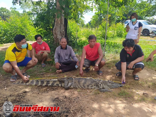 ลพบุรี-ผงะชาวบ้านลงตาข่ายดักปลาติดจระเข้ตัวเขื่อง