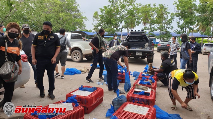 ปราจีนบุรี – สกัดจับขบวนการลักลอบค้าลิงแสม 103 ตัว เตรียมส่งขายประเทศเพื่อนบ้าน