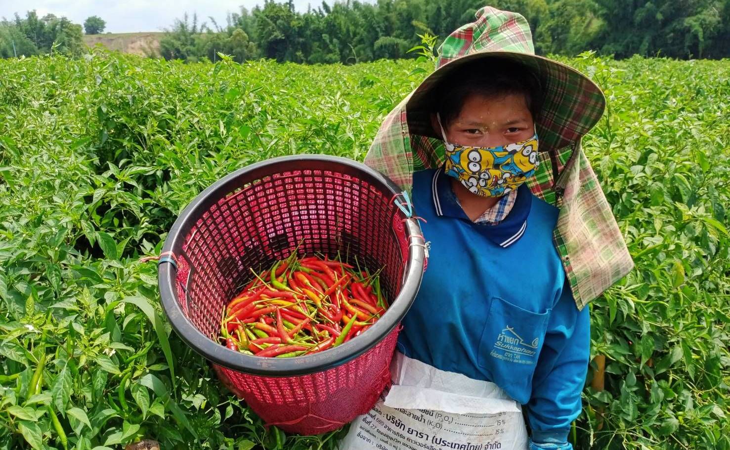 ตาก-ชาวบ้านพบพระ..โวย โควิดพ่นพิษราคาพริกตก ขายไม่ออก