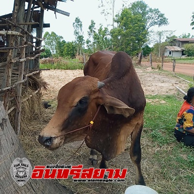 อำนาจเจริญ-“เจอผีซ้ำกรรมชัด”เจอโรคระบาดใหญ่ลือว่าเป็นโควิควัว