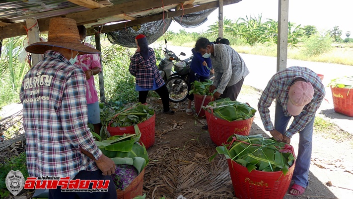 ราชบุรี-โควิดพ่นพิษ เกษตรกรต.ดอนใหญ่ ต้องยอมตัดผลิตผลทิ้งวอนรัฐช่วย