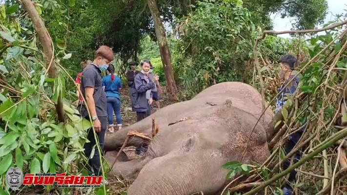 ชลบุรี-ฟ้าผ่า พังบุญครองช้างป่าล้มตายกลางป่า