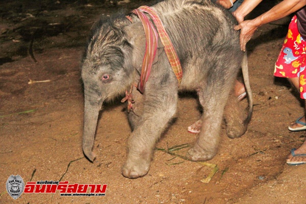 ชลบุรี-วินาที แม่ช้างเบ่งคลอดลูกรับขวัญเชือกที่ 98 ปางช้างสวนนงนุช