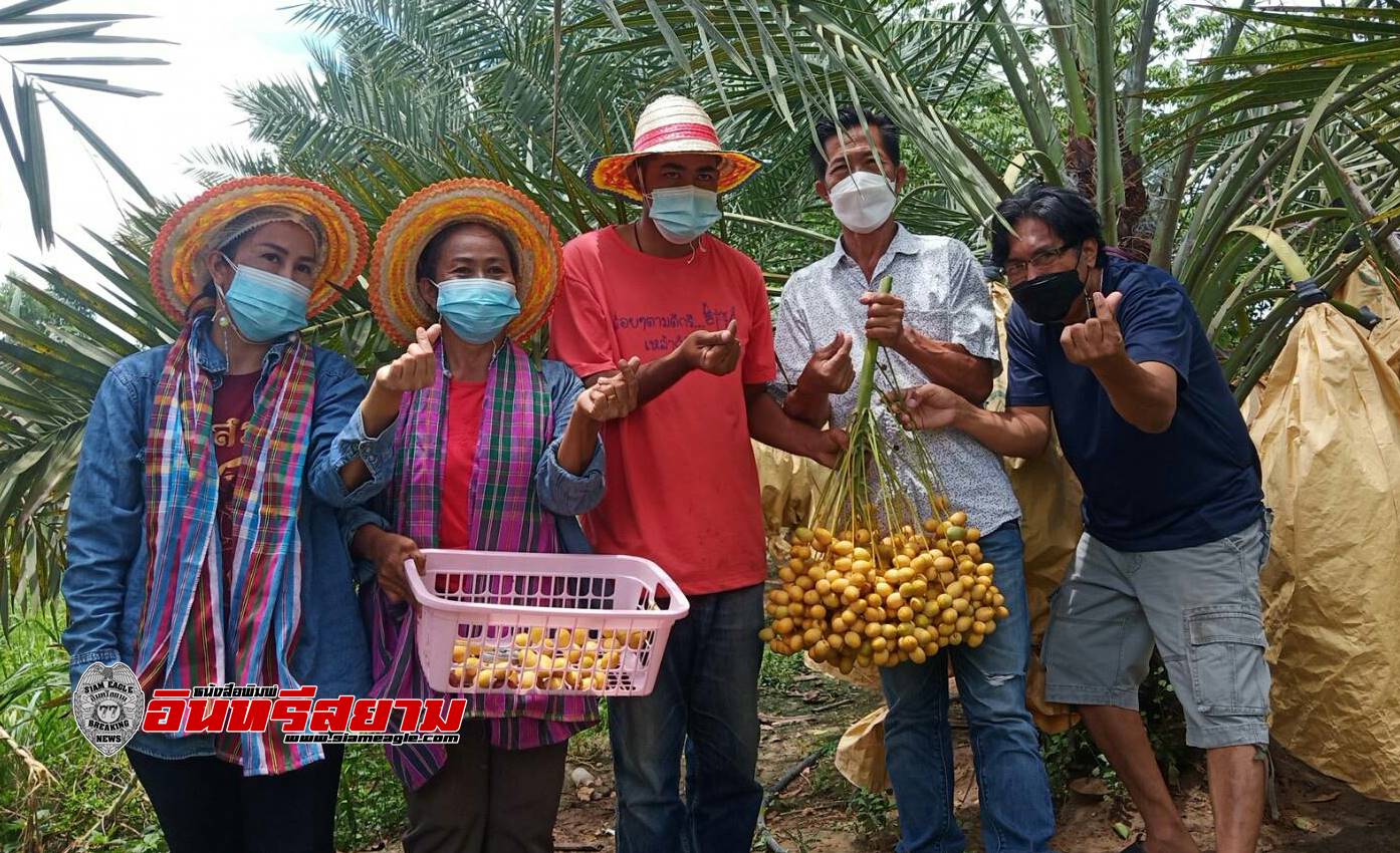 ปราจีนบุรี-ปลูกอินทผาลัมในไร่นาสวนผสม บนเนื้อที่สุดคุ้มแบบพอเพียงตามแนวพ่อหลวง