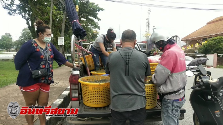 จันทบุรี-พ่อค้าขายส่งปูทะเลเจอพิษเศรษฐกิจ ลูกค้าหายต้องนำปูเป็น ที่รับซื้อไว้จากชาวประมง