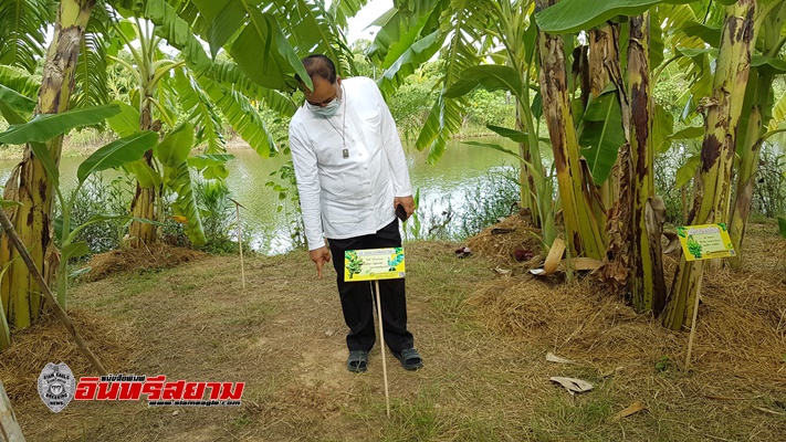 สุพรรณบุรี-โจรแสบขโมยหน่อกล้วยด่างฟลอริดาราคาหลักแสนหายไป