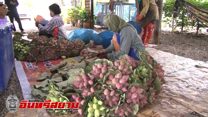 ชัยนาท-เกษตรกรนาบัวเศร้ายอดสั่งดอกบัวลดฮวบหลังโควิด-19พ่นพิษงดทำบุญ-เวียนเทียน