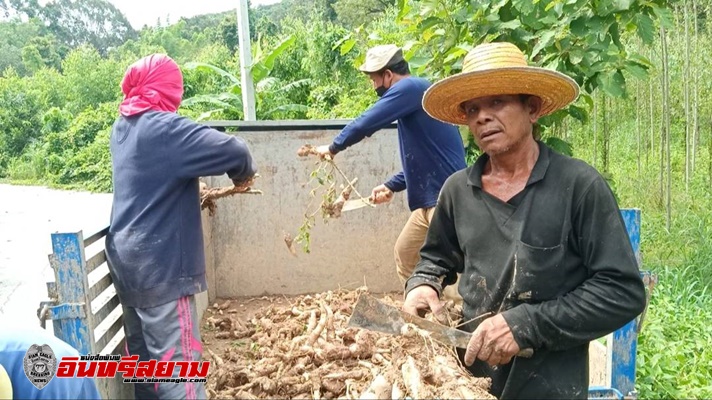 ปราจีนบุรี – ฝนชุกเกษตรกรเร่งถอนมันสำปะหลังหนีน้ำหลังฝนกระหน่ำหนักต่อเนื่อง