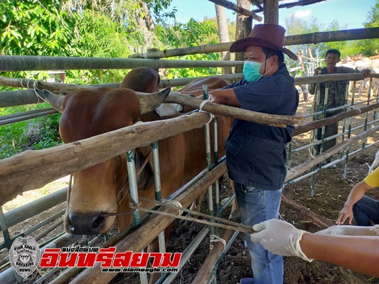 กาญจนบุรี-นำวัคซีนป้องกันโรคระบาดลัมปีสกินฉีดให้เกษตรกรผู้เลี้ยงโค