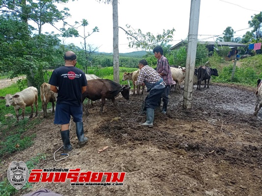 ชุมพร-ปศุสัตว์เร่งฉัดวัคซีนป้องกันโรคลัมปีสกิน แก่โคเนื้อ