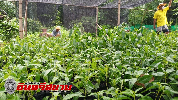 ปราจีนบุรี-โควิดระบาดหนัก เกษตรกรเร่งเพาะปลูกฟ้าทะลายโจรเป็นที่พึ่งพา