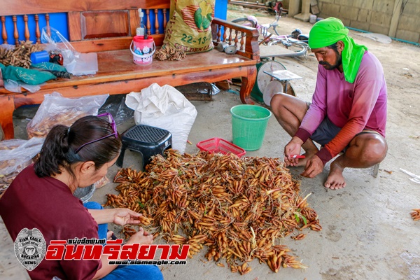 นครสวรรค์-กระชายต้านโควิคพลิกชีวิตเกษตรกรขุดขายสร้างรายได้วันละเกือบหมื่น