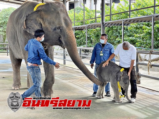 ชลบุรี-วินาทีคลอดช้างเชือกที่ 100 สวนนงนุชพัทยา พร้อมตั้งชื่อพลายใบชา