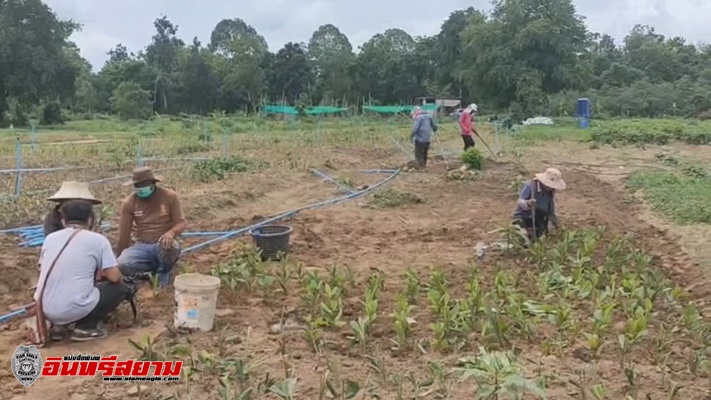 สระบุรี-สองสามีภรรยา ลาออกจากโรงงาน ผันชีวิตมาปลูกกระชายขาวขายในช่วงโควิด19