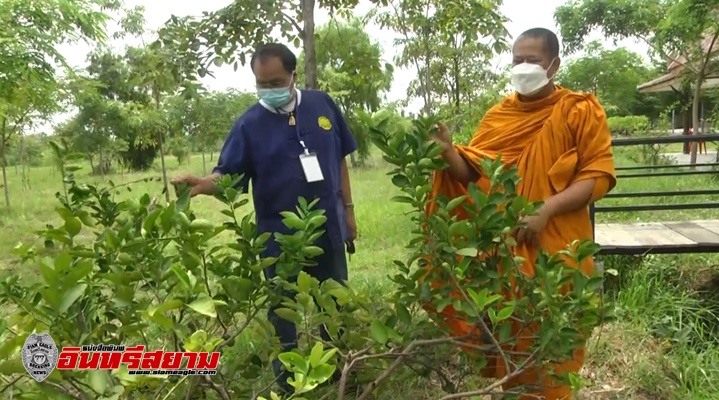 สุพรรณบุรี-วัดปาเลไลยก์เร่งปรับพื้นที่ปลูกพืชแจกชาวบ้านฟรี