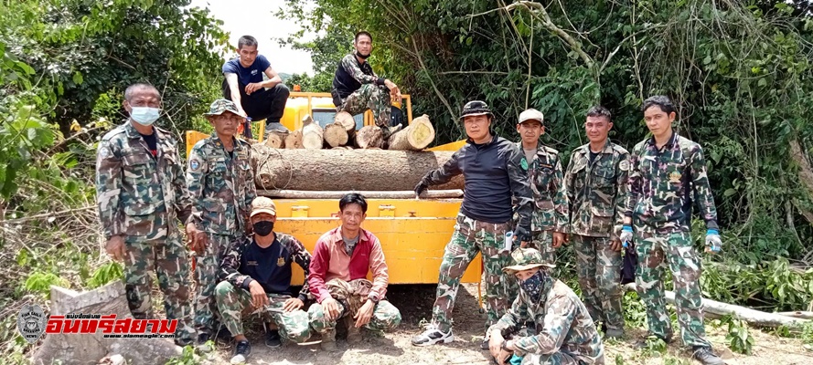 เพชรบุรี-พญาเสือบุกยึดการลักลอบตัดไม้ทำลายป่าในพื้นที่มรดกโลกแก่งกระจาน