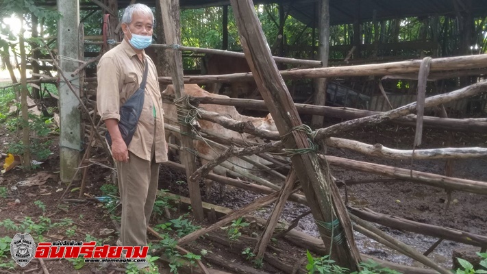 ปราจีนบุรี – พบโรคลัมปี สกิน ระบาดลามในวัว ก่อนหน้านี้ควายตายไป 4ตัว