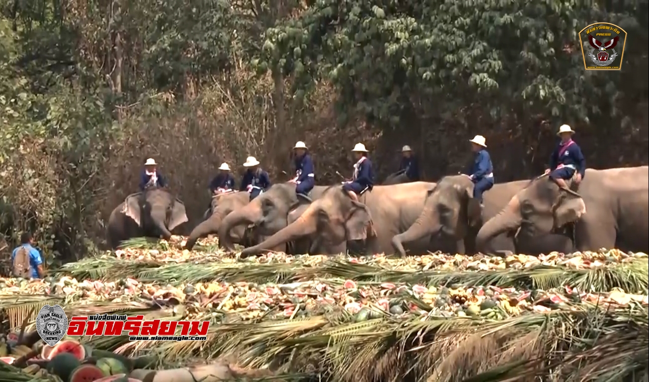 เชียงใหม่-เตรียมปลูก”หญ้าเนเปียร์”ช่วยช้างในพื้นที่จากวิกฤติโควิด-19