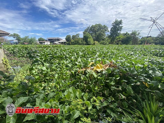 สมุทรปราการ-อบต.บางพลีใหญ่เร่งกำจัดผักตบชวาในคลองสำโรงกีดขวางทางน้ำ