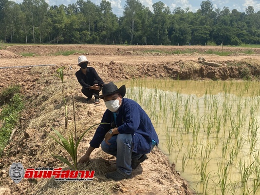 อุบลราชธานี-ผู้นำอาสาพัฒนาบ้านเกิดบุกเยือน “โคก หนอง นา พช.”