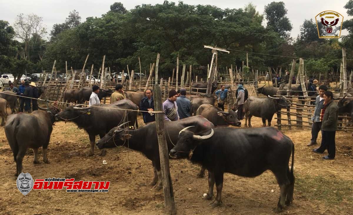 เชียงใหม่-สั่งปิด”ตลาดนัดทุ่งฟ้าบด”(กาดวัว)ลดความเสี่ยงการแพร่ระบาดเชื้อโควิด-19