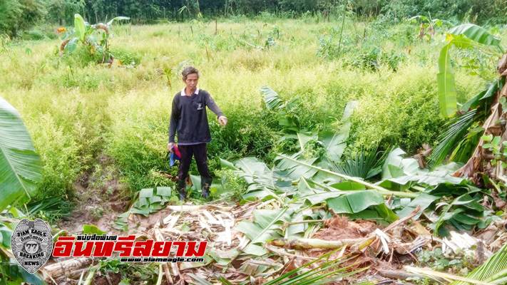 ปราจีนบุรี-โขลงช้าง 3 ตัว ย่องเงียบแอบกินข้าวเปลือกชาวบ้านรายวัน