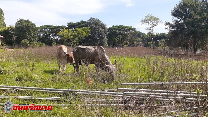 สระบุรี-แม่วัว พลัดตกตลิ่งแม่น้ำป่าสัก กู้ภัยฯชาวบ้านเร่งช่วยเหลือ