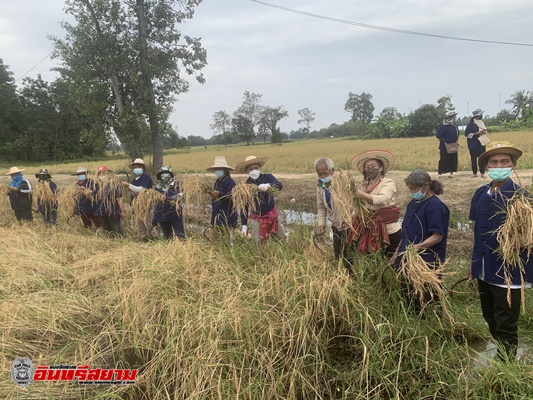 ศรีสะเกษ-ผอ.กองตรวจสอบและรับรองมาตรฐานข้าวเผยข้าวปีนี้คุณภาพไม่ดีเท่าที่ควร