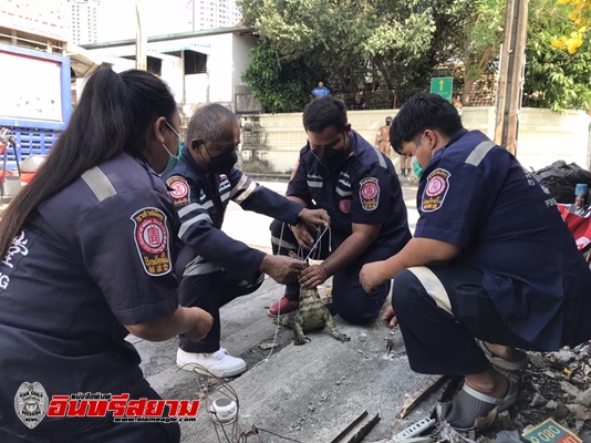 นนทบุรี-รถชนจอดรอประกัน จู่ๆตัวเงินตัวทองเดินเข้ารถ กู้ภัยรุดช่วย 