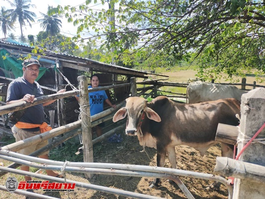 ประจวบคีรีขันธ์-ชาวบ้านร้องสื่อ วัวกินน้ำในแม่น้ำปราณบุรีเกิดตาย คาดว่าโรงงานลักลอบปล่อยน้ำเสีย