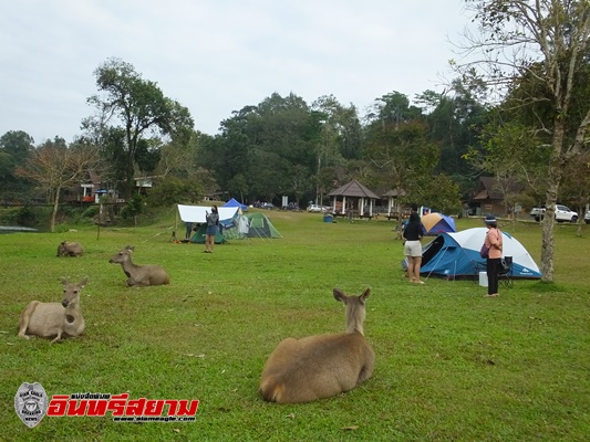 ปราจีนบุรี – เขาใหญ่อุณหภูมิลดต่ำ เหมือนกับอยู่ในห้องแอร์ ลิงป่า-ช้างแห่รับไออุ่นจากถนน