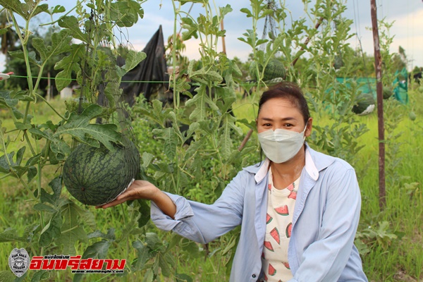 สระแก้ว – แตงโมนอนเปล เกษตรกรมือใหม่บ้านหนองหอย ขายดิบขายดี